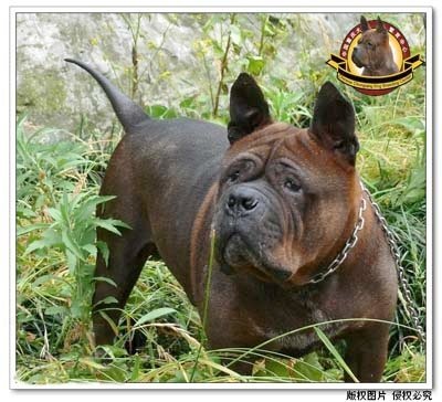 Chinese Chongqing Dog