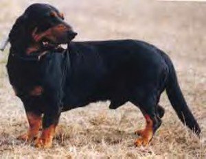 Alpine Dachsbracke