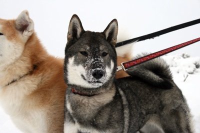 Shikoku