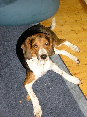 Estonian Hound