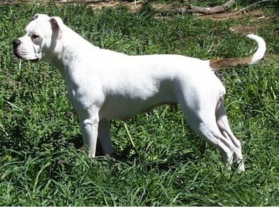 Vanguard Bulldog