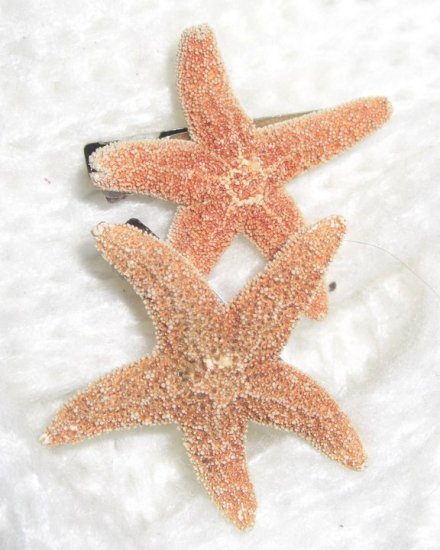 Sea Stars In Your Hair-Clips
