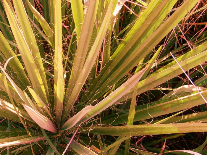 "PLANT"