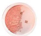 Bare Escentuals Minerals RICHES GOLD INFUSED BLUSH NEW