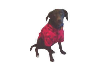 Large Red Paw Coat