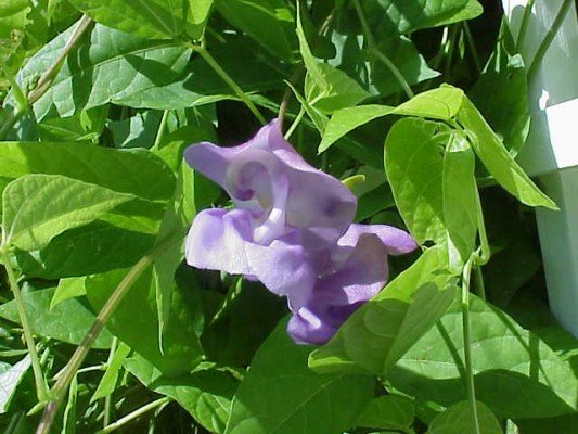 Phaseolus Caracalla - Snail Vine