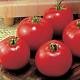 Money Maker Tomato Seeds - 50