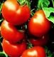 Bradley Tomato Seeds - 50