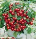 Tumbler Hanging Basket Cherry Tomato Seeds - 50