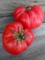 Moscow Tomato Seeds - 50