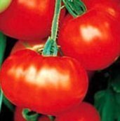 Caribe Tomato Seeds - 50