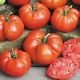 Ponderosa Red Tomato Seeds - 50