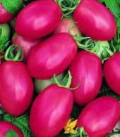 Porter Tomato Seeds - 50