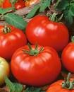 Beefsteak Tomato Seeds - 50