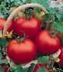 Cal Ace Tomato Seeds - 50