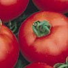 Floridade Tomato Seeds - 50