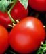 Oregon Spring Tomato (Early) Seeds - 50