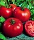 Siberian Tomato Seeds - 50
