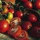 Sub Artic Plenty Tomato Seeds - 50