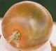 Black Prince Tomato Seeds - 50