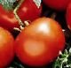 Manitoba Tomato Seeds - 50