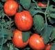 Elberta Peach Tomato Seeds - 50