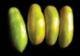 Green Sausage Tomato Seeds - 50