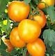 Jubilee Tomato Seeds - 50