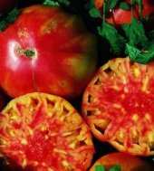 Hillbilly Potato Leaf Tomato Seeds - 50
