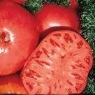 Red Brandywine Tomato Seeds - 50