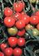 Early Cascade Tomato Seeds - 50