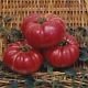 Dutchman Tomato Seeds - 50