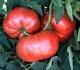 Tiffen Mennonite Seeds - 50