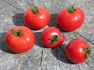 Hayslip Tomato Seeds - 50