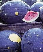 Red Moon and Stars Watermelon - 25