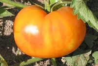 Oaxacan Jewel Tomato Seeds - 50