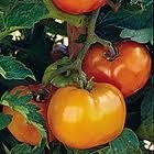 Caro Rich Tomato Seeds - 50