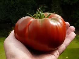 Paul Robeson Tomato (rare) Seeds - 50