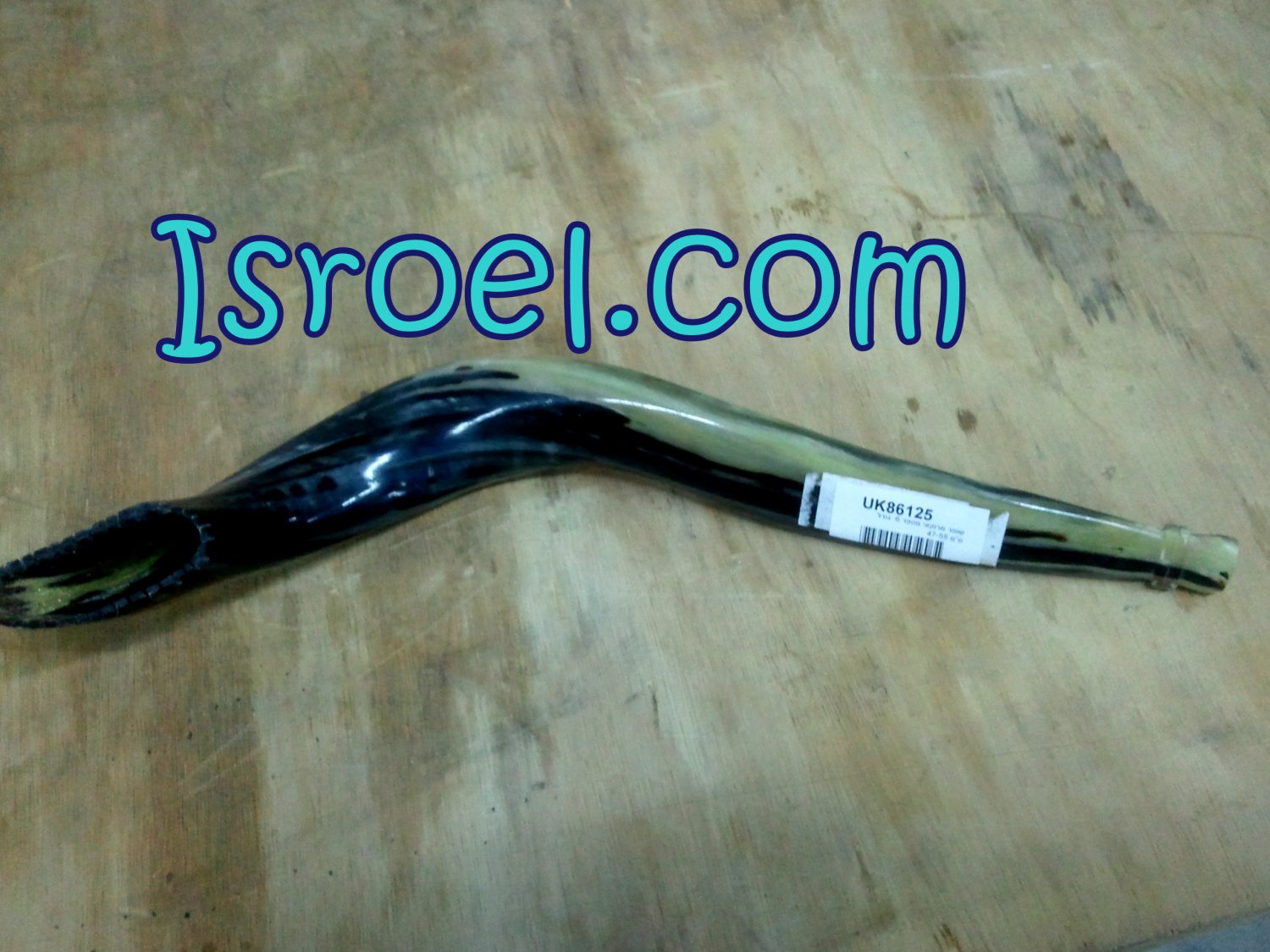 86125 - MOROCCAN SHOFAR #6,XXXL SIZE 47-55 CM- BEST QUALITY from israel- 4 ROSH HASHANA