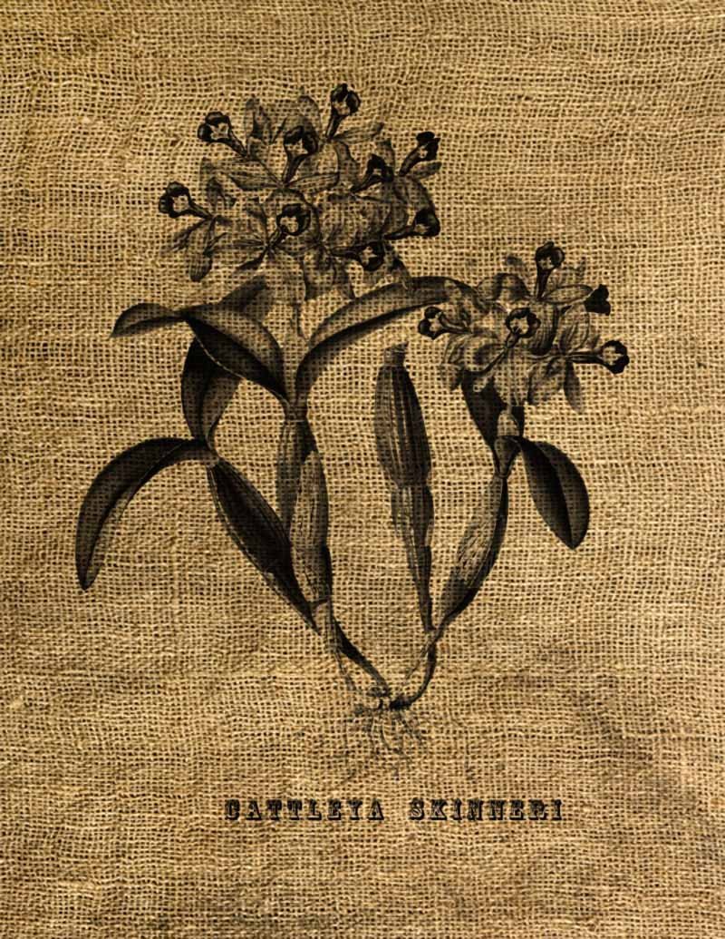 Vintage, Altered, Ephemera, Iron On, CATTLEYA SKINNERI Digital Image Transfer No.3