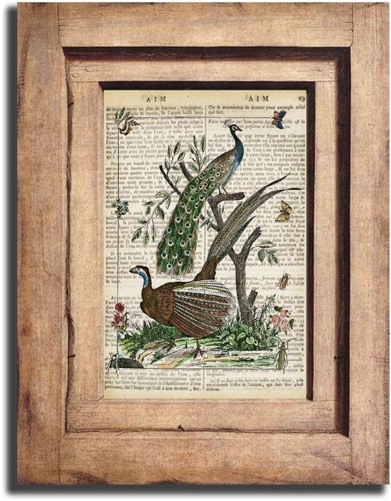 Vintage Peacocks Dictionary Page Print 0048
