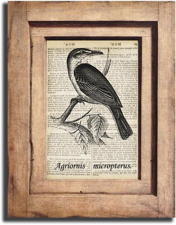 Art Print, Vintage Bird Dictionary Page Print 0014