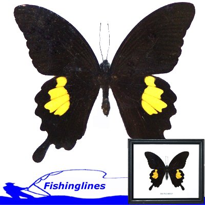 Red Helen Butterfly Papilio helenus 4" + Wings Mounted Framed – FREE Shipping WORLDWIDE