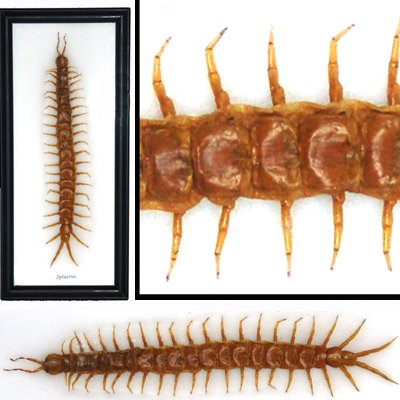 Huge Centipede Scolopendra 9"+ Mounted Framed – FREE Shipping WORLDWIDE