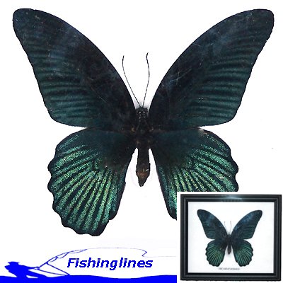 Great Mormon Butterfly Papilio memnon Mounted Framed – FREE Shipping WORLDWIDE