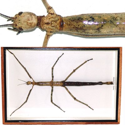 Giant Phasmidae WALKING STICK 10 1/2 " Mounted Framed – FREE Shipping WORLDWIDE