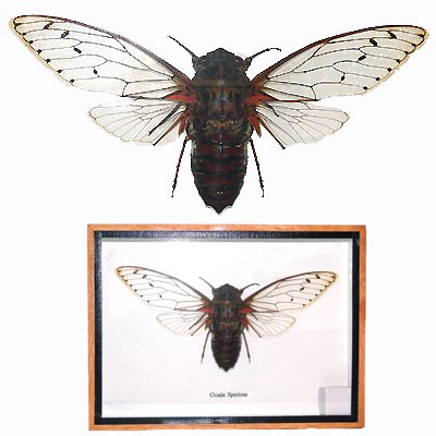 CICADA SPECIOSA Locust Queen Clear Wing Mounted Framed – FREE Shipping WORLDWIDE