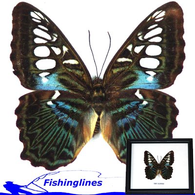BROWN CLIPPER Butterfly Parthenos sylvia Mounted Framed â FREE Shipping WORLDWIDE