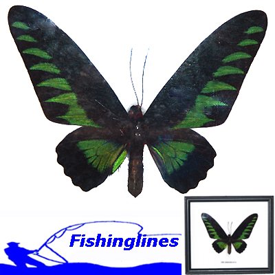 BROOKIANA butterfly Trogonoptera brookiana Mounted Framed – FREE Shipping WORLDWIDE