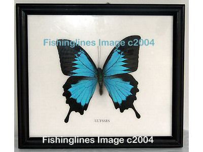 ULYSSES Beautiful Swallowtail Butterfly Mounted Framed â FREE Shipping WORLDWIDE